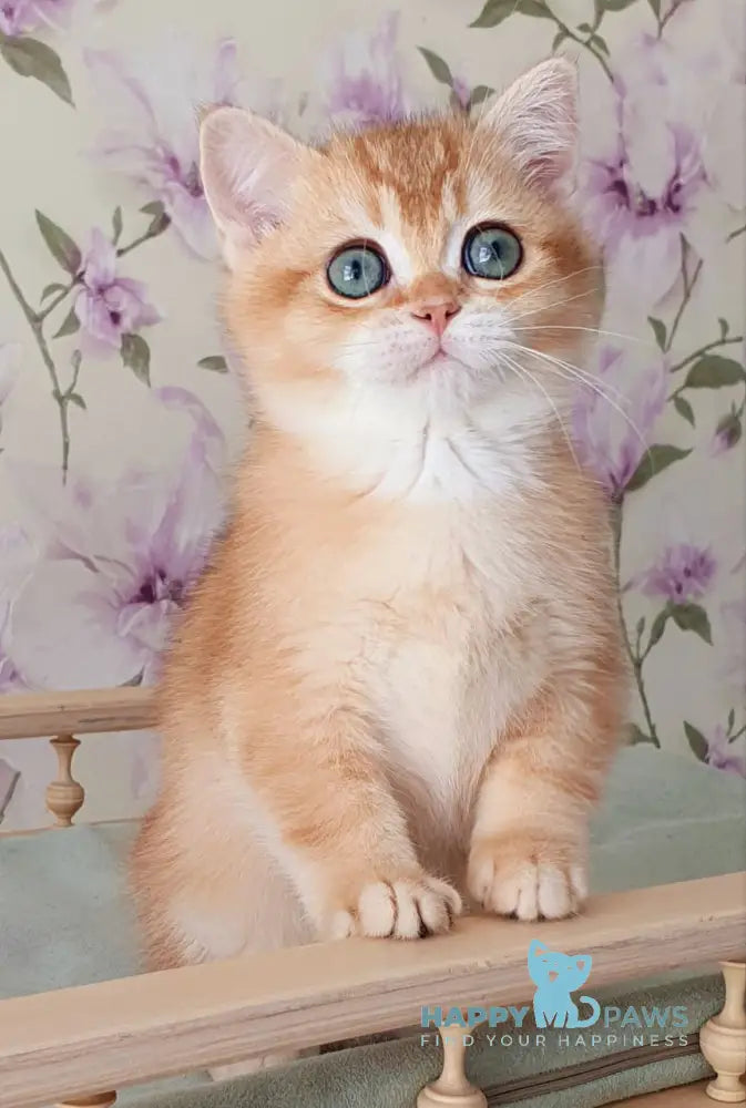 Barbaris British Shorthair male black golden chinchilla live animals