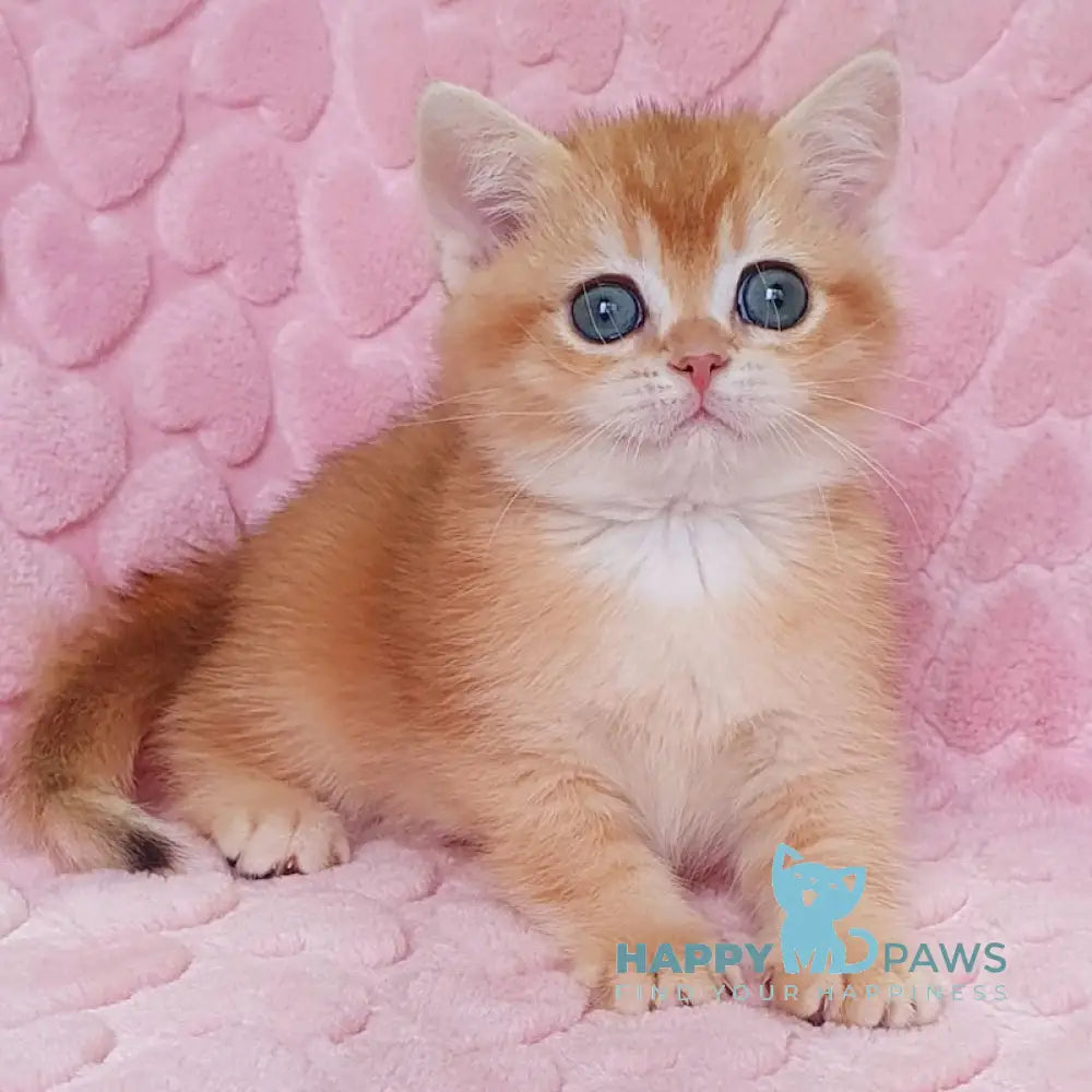 Barbaris British Shorthair Male Black Golden Chinchilla Live Animals