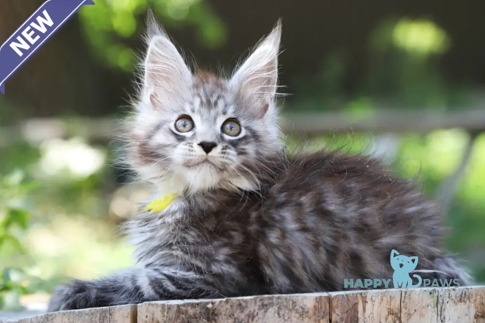 Barbaris Maine Coon Male Black Silver Spotted Tabby Live Animals