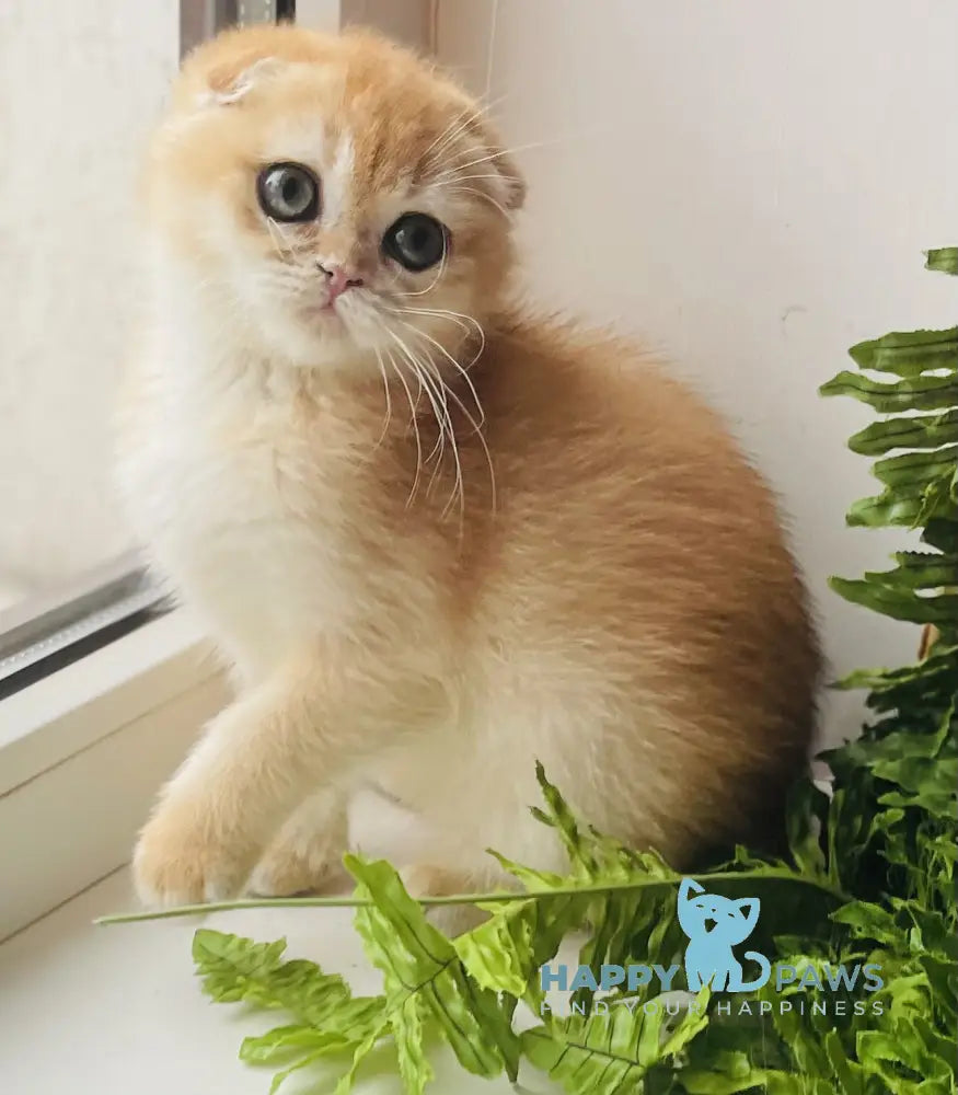 Bari Scottish Fold Male Black Golden Chinchilla Live Animals