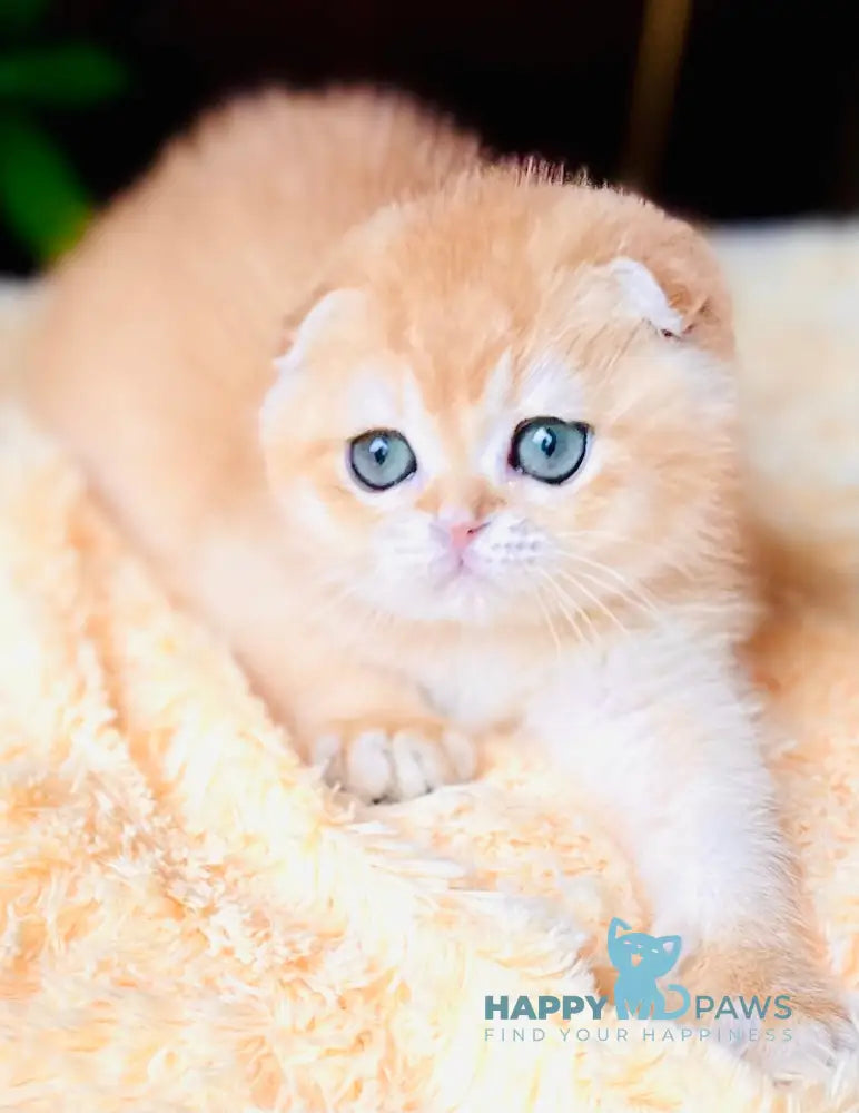 Bari Scottish Fold Male Black Golden Chinchilla Live Animals