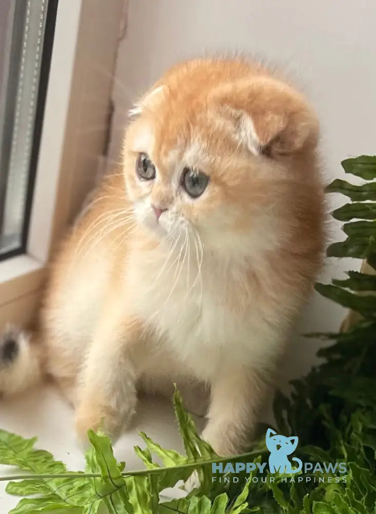 Bari Scottish Fold Male Black Golden Chinchilla Live Animals