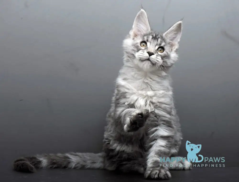 Barmaley Maine Coon male black silver tabby live animals