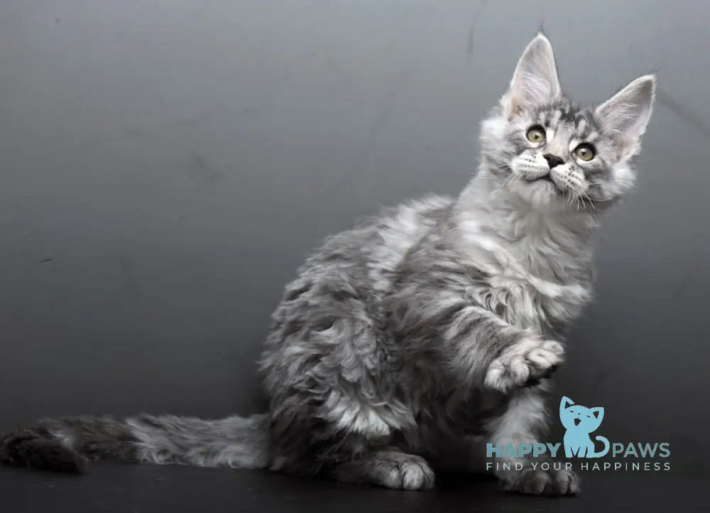 Barmaley Maine Coon male black silver tabby live animals