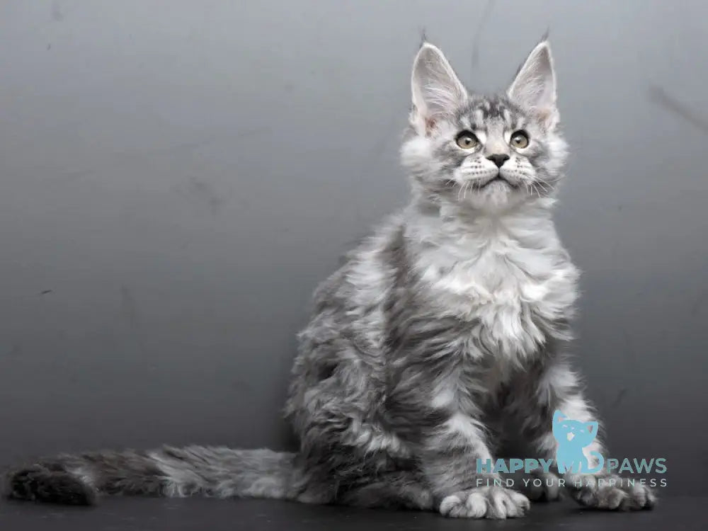 Barmaley Maine Coon male black silver tabby live animals