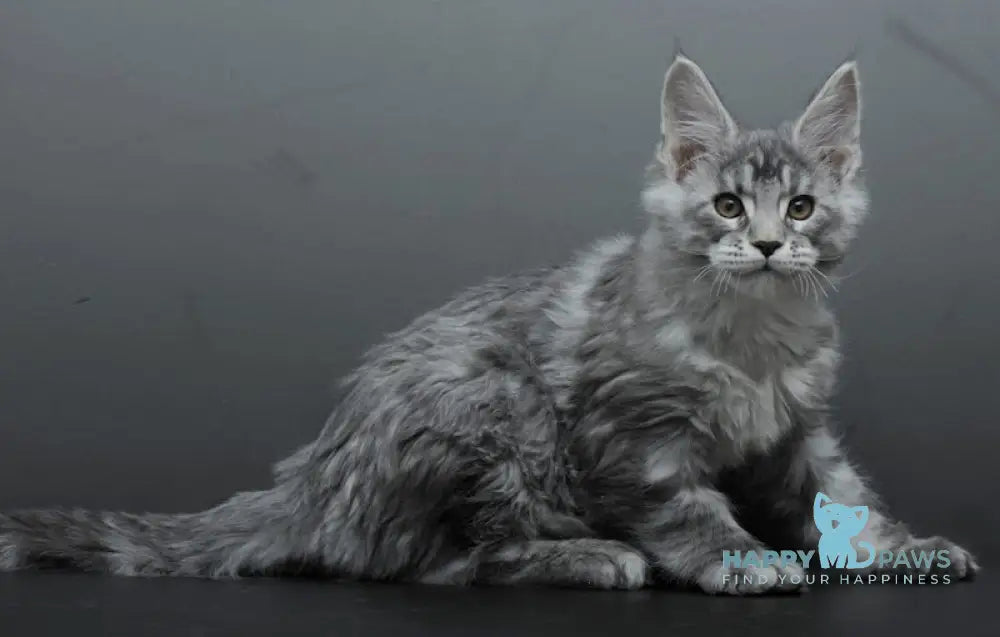 Barmaley Maine Coon male black silver tabby live animals