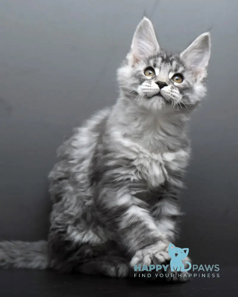 Barmaley Maine Coon male black silver tabby live animals