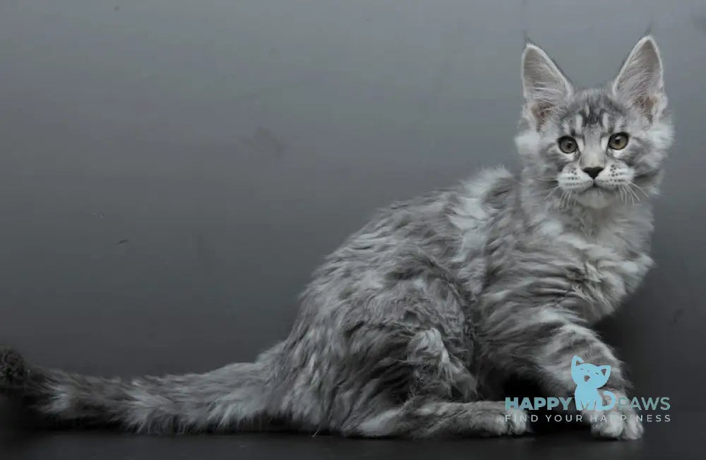 Barmaley Maine Coon male black silver tabby live animals