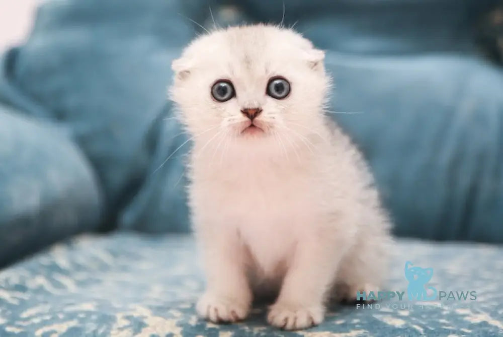 Barni Scottish Fold Male Black Silver Shaded Live Animals