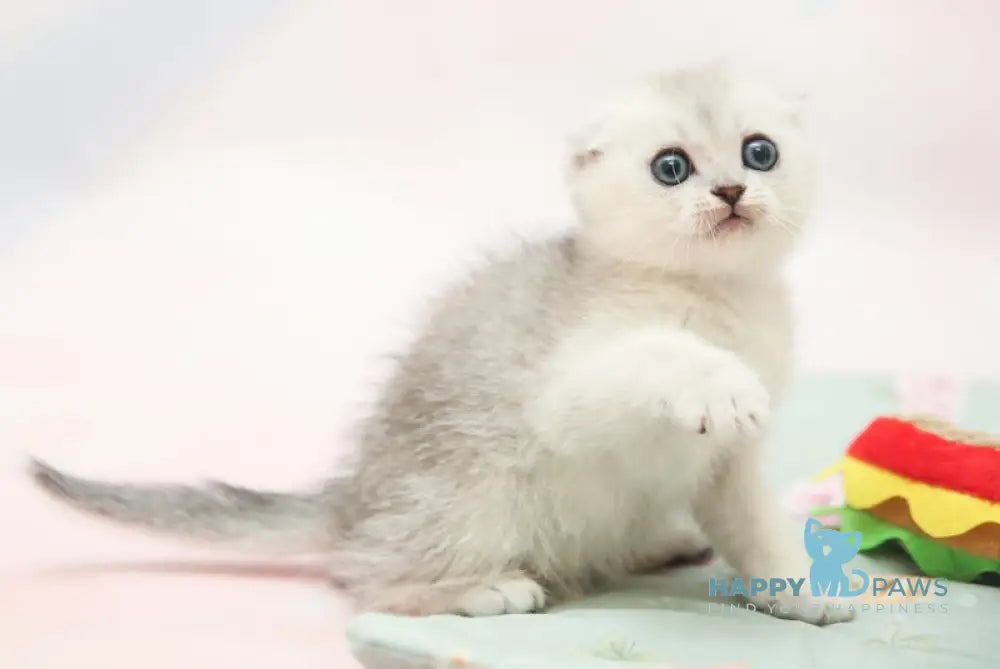 Barni Scottish Fold Male Black Silver Shaded Live Animals