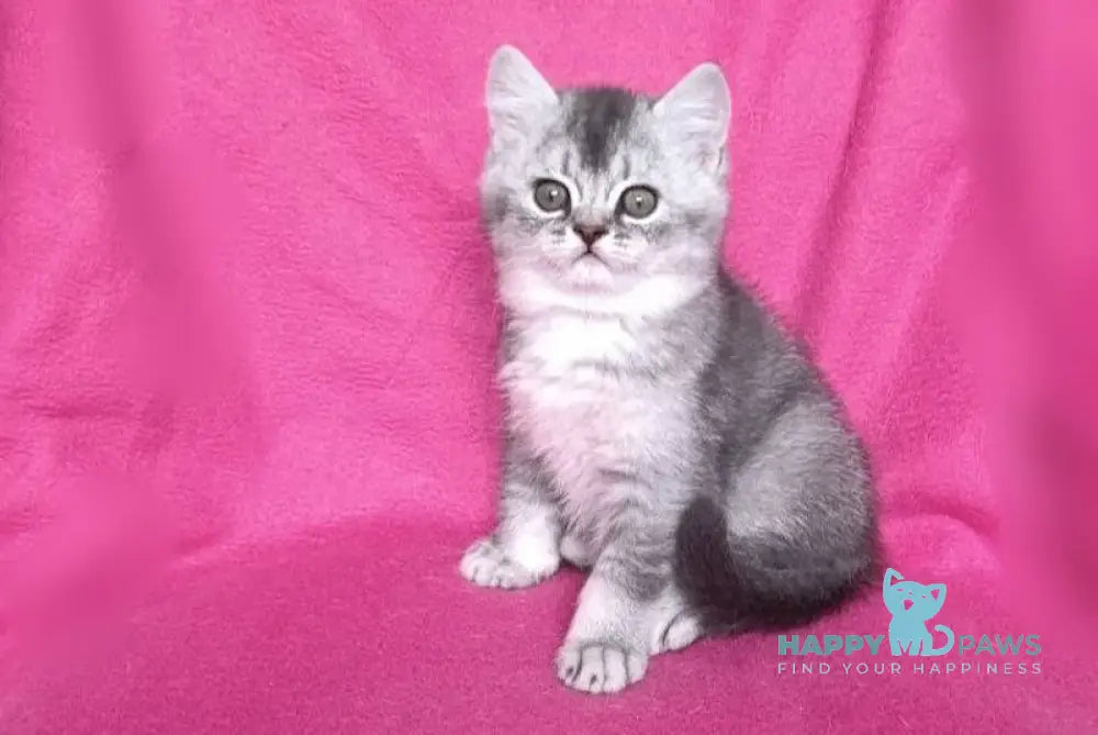 Barni Scottish Straight Male Blue Silver Ticked Tabby Live Animals