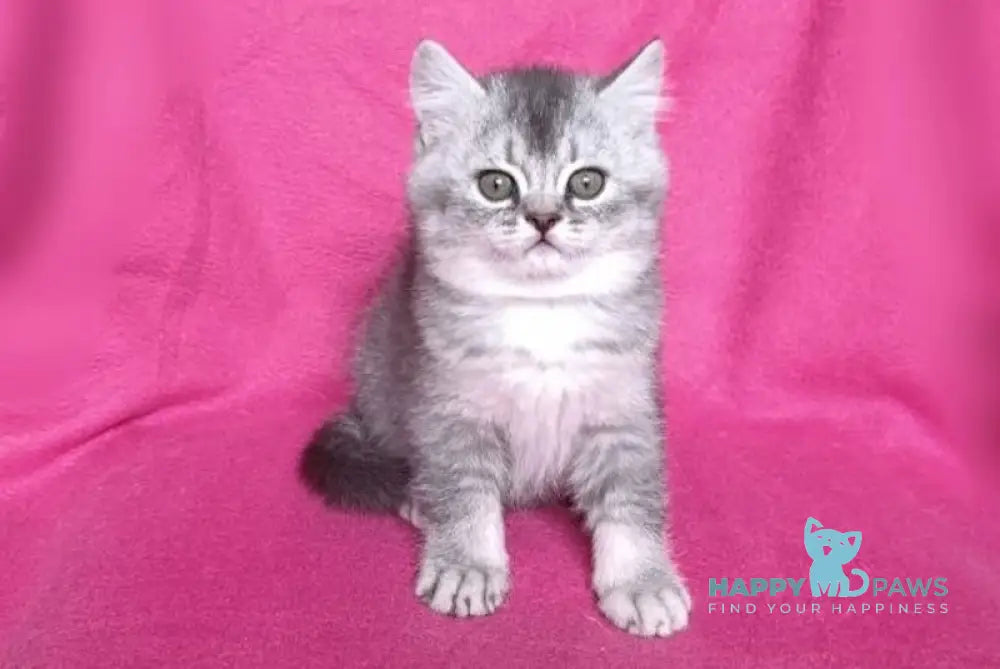 Barni Scottish Straight Male Blue Silver Ticked Tabby Live Animals