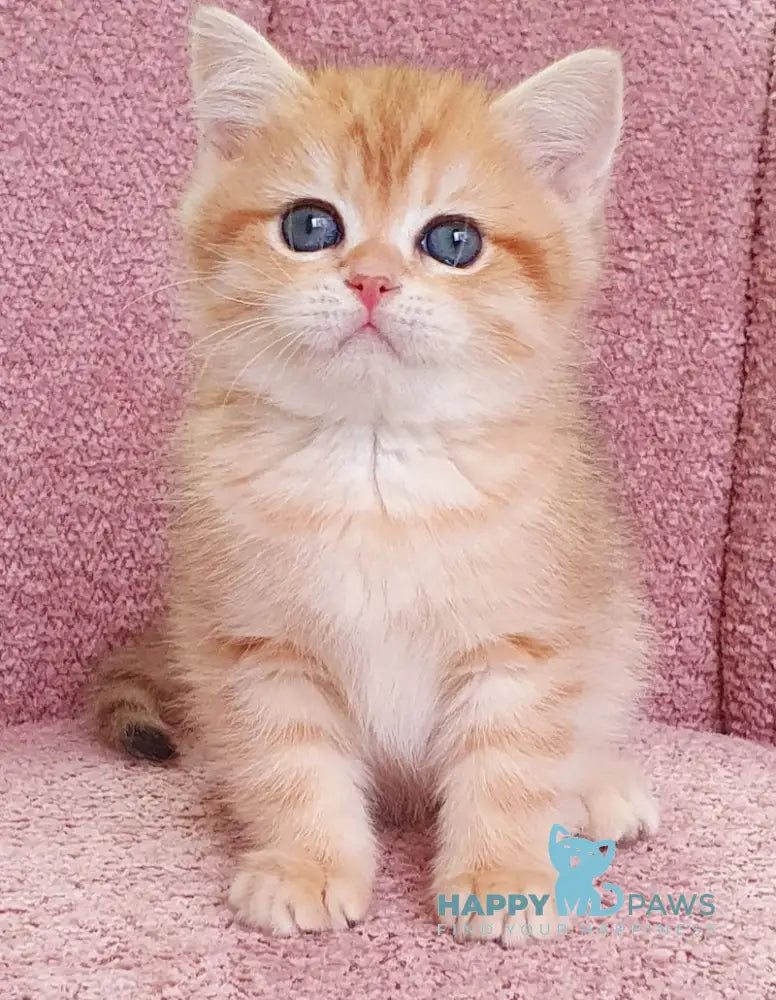 Barny British Shorthair Male Black Golden Spotted Tabby Live Animals