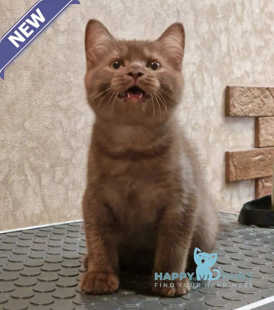 Barry British Shorthair Male Chocolate Silver Live Animals