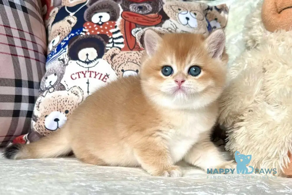 Basir British Shorthair Male Black Golden Chinchilla Live Animals