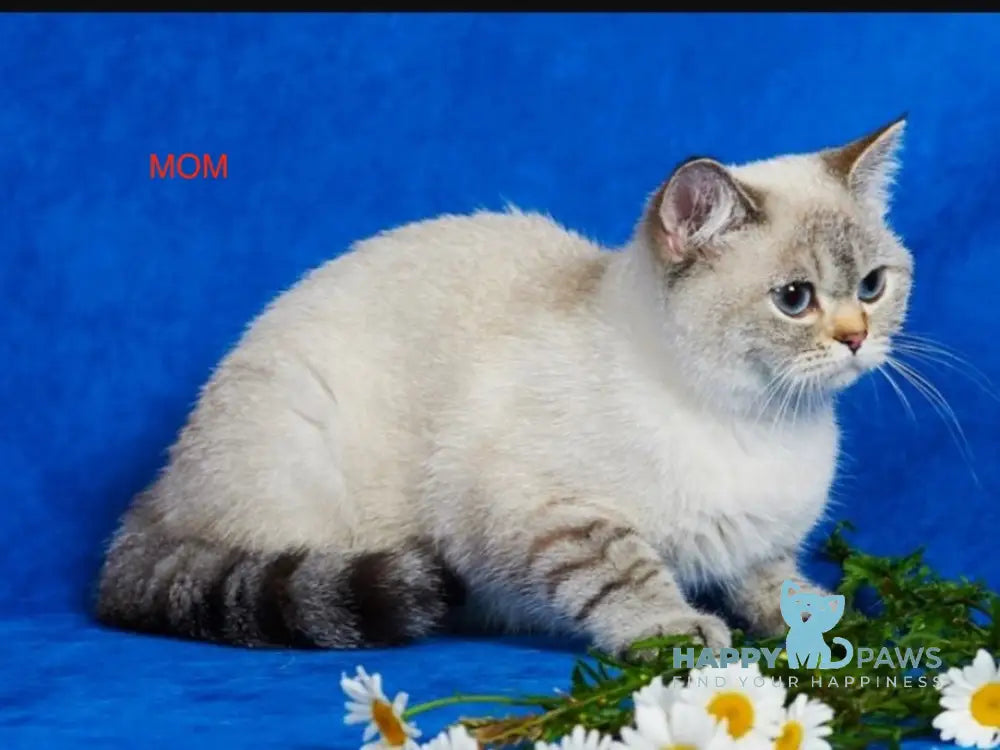 Basta British Shorthair Female Black Silver Spotted Tabby Live Animals