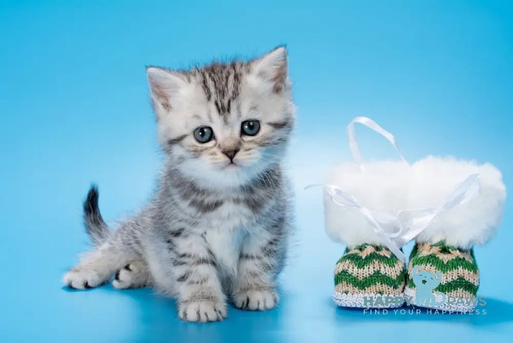 Basta British Shorthair Female Black Silver Spotted Tabby Live Animals