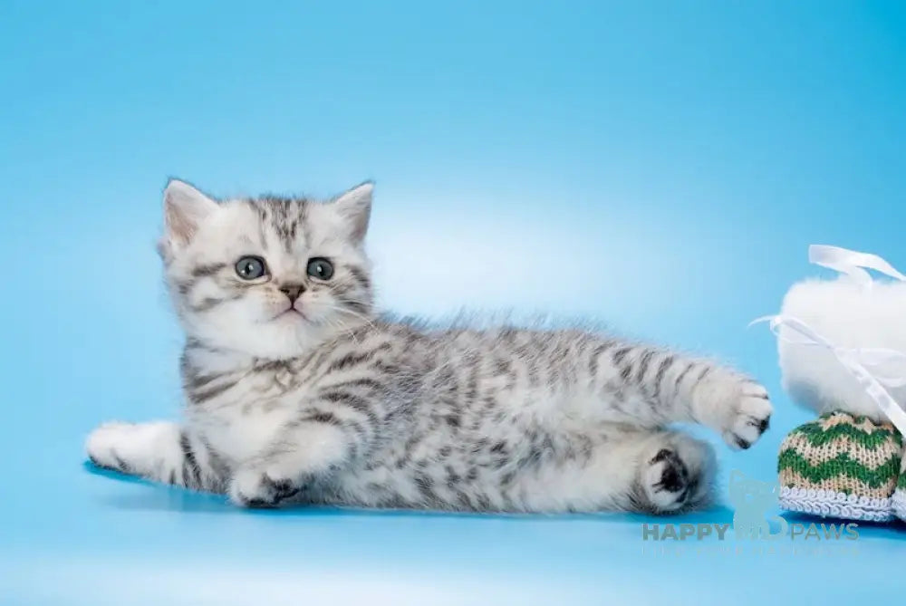 Basta British Shorthair Female Black Silver Spotted Tabby Live Animals