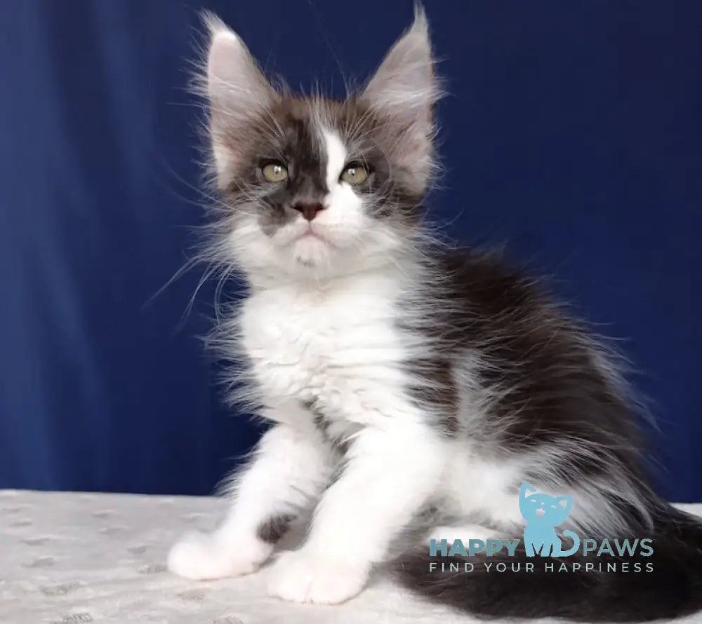 Batman Maine Coon Male Black Bicolour Live Animals