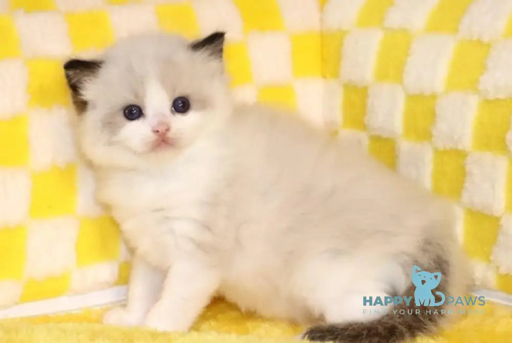 Baton Ragdoll male seal bicolour live animals