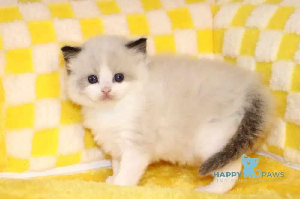 Baton Ragdoll male seal bicolour live animals