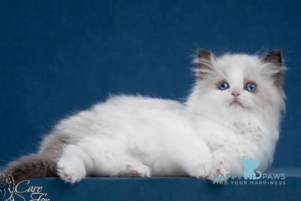 Baunty Ragdoll Male Blue Pointed Bicolour Live Animals