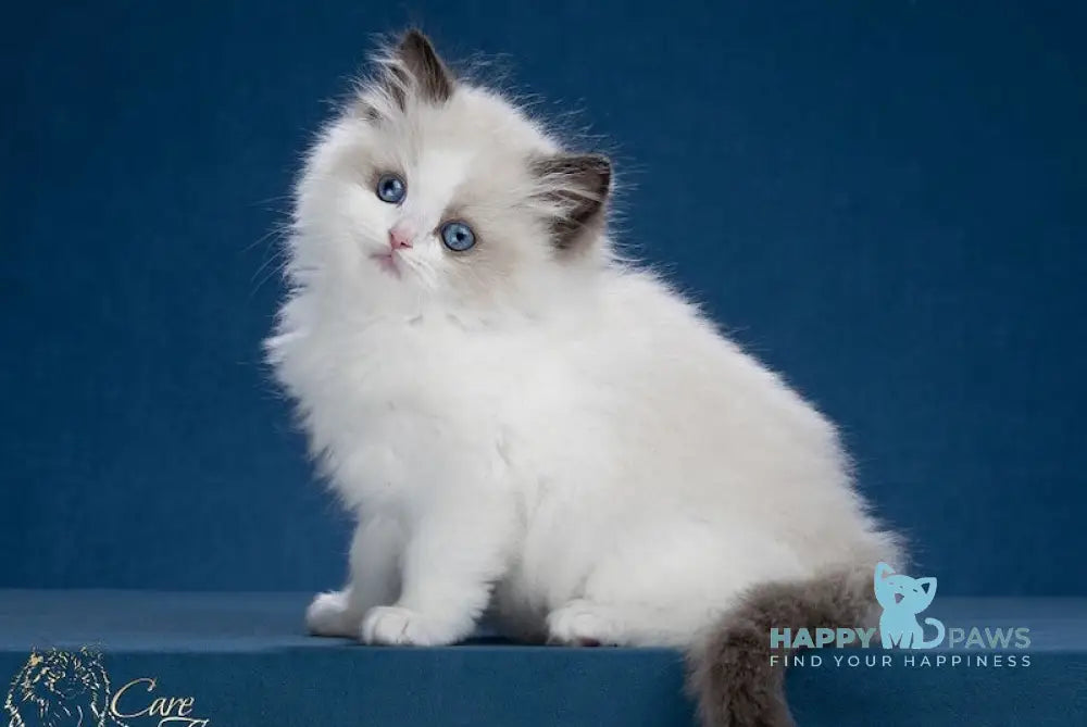 Baunty Ragdoll Male Blue Pointed Bicolour Live Animals