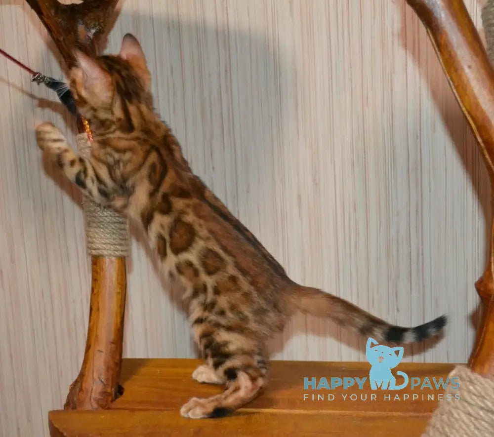 Bayllor Bengal Male Black Spotted Tabby Live Animals