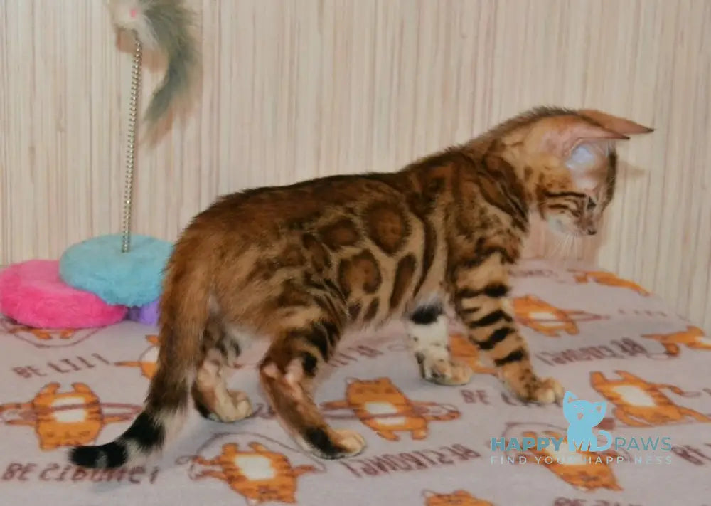 Bayllor Bengal Male Black Spotted Tabby Live Animals