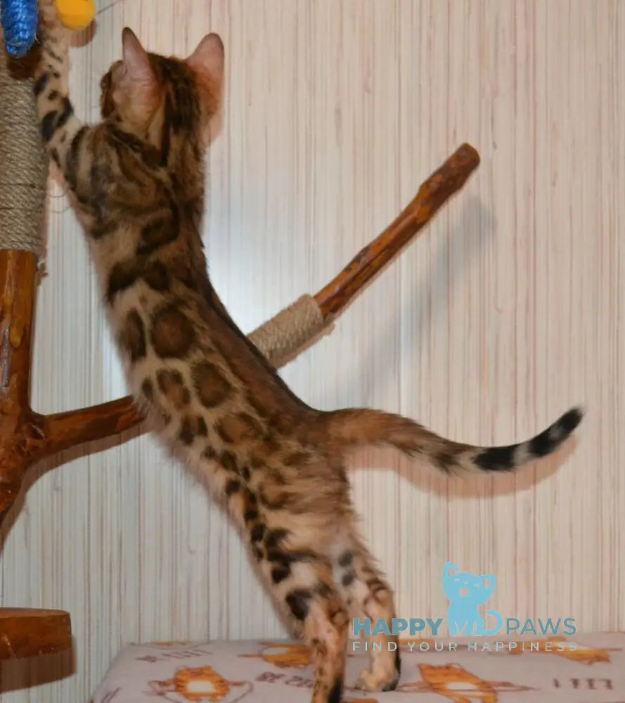 Bayllor Bengal Male Black Spotted Tabby Live Animals