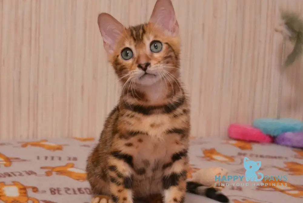 Bayllor Bengal Male Black Spotted Tabby Live Animals