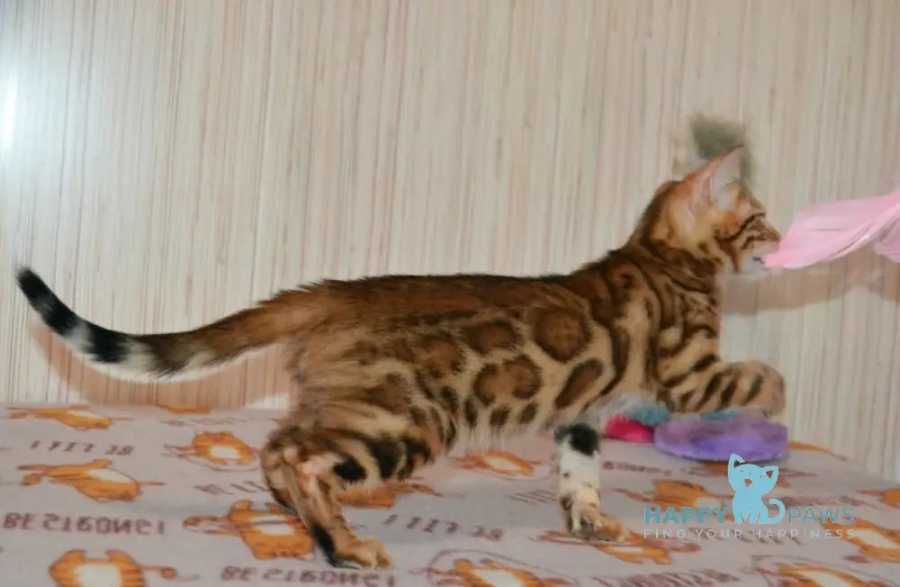 Bayllor Bengal Male Black Spotted Tabby Live Animals