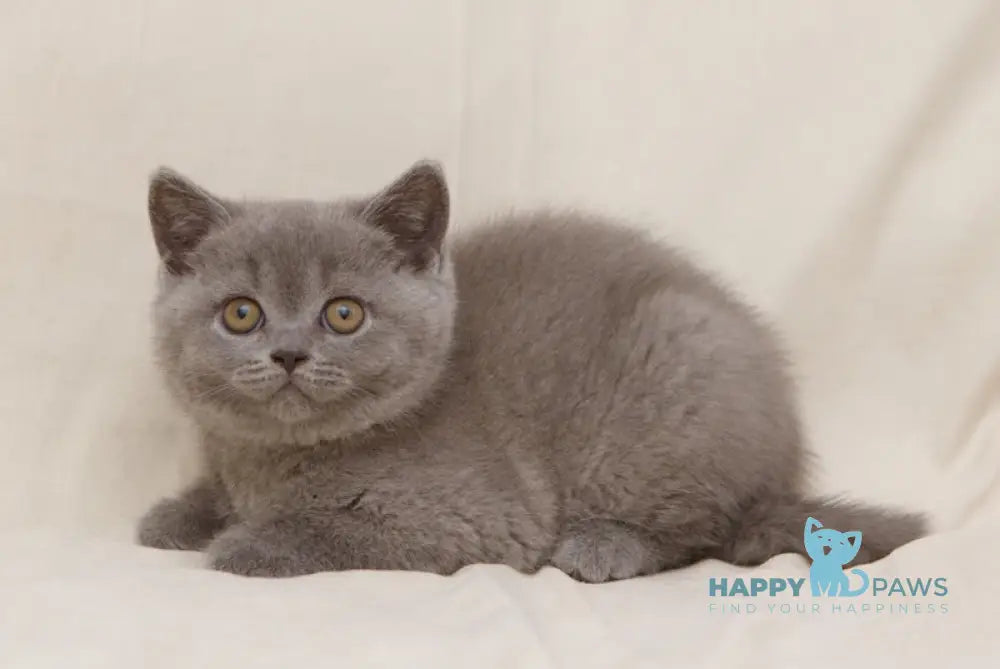 Bayraktar British Shorthair Male Blue Live Animals