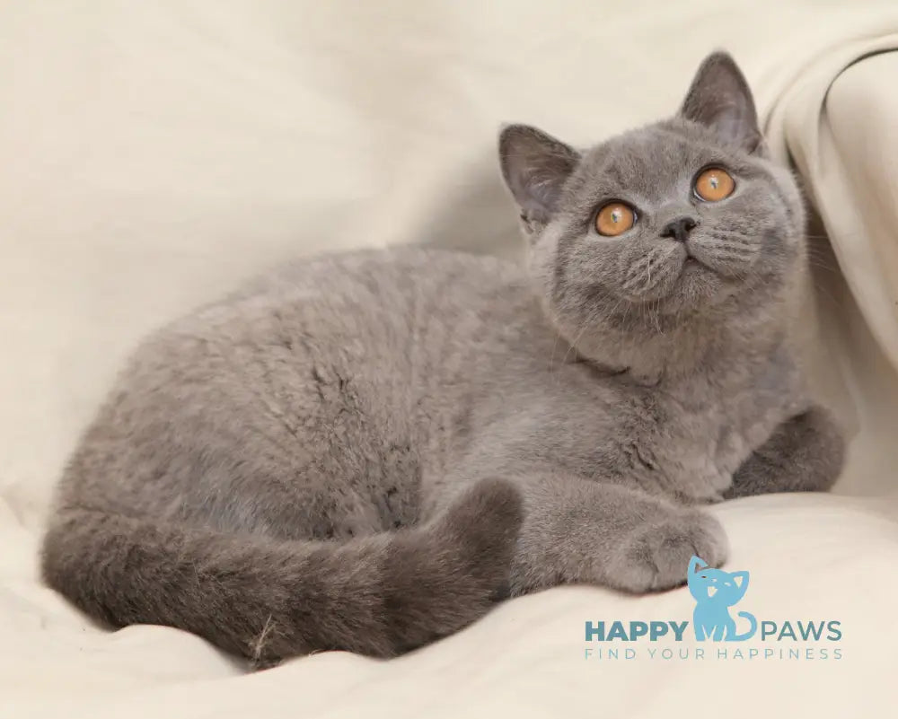 Bayraktar British Shorthair Male Blue Live Animals