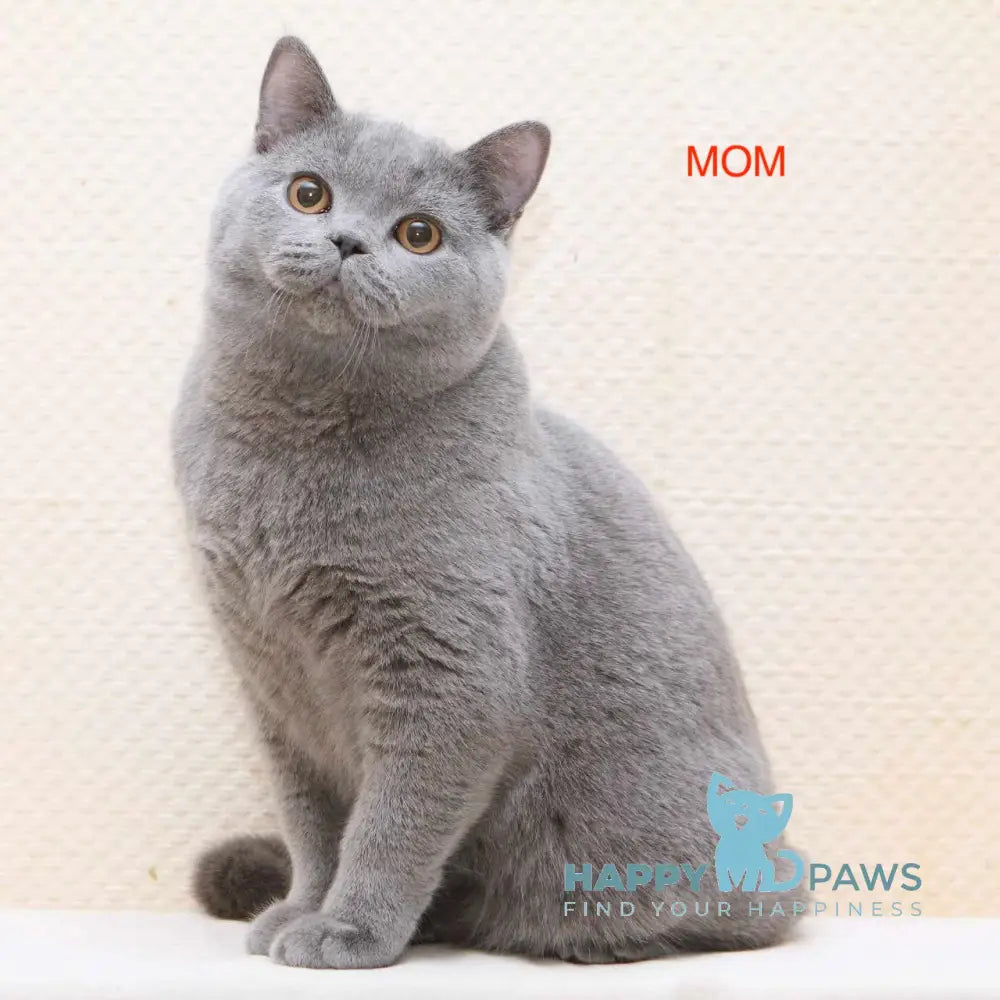 Bayraktar British Shorthair Male Blue Live Animals