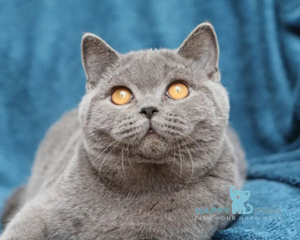 Bayraktar British Shorthair Male Blue Live Animals