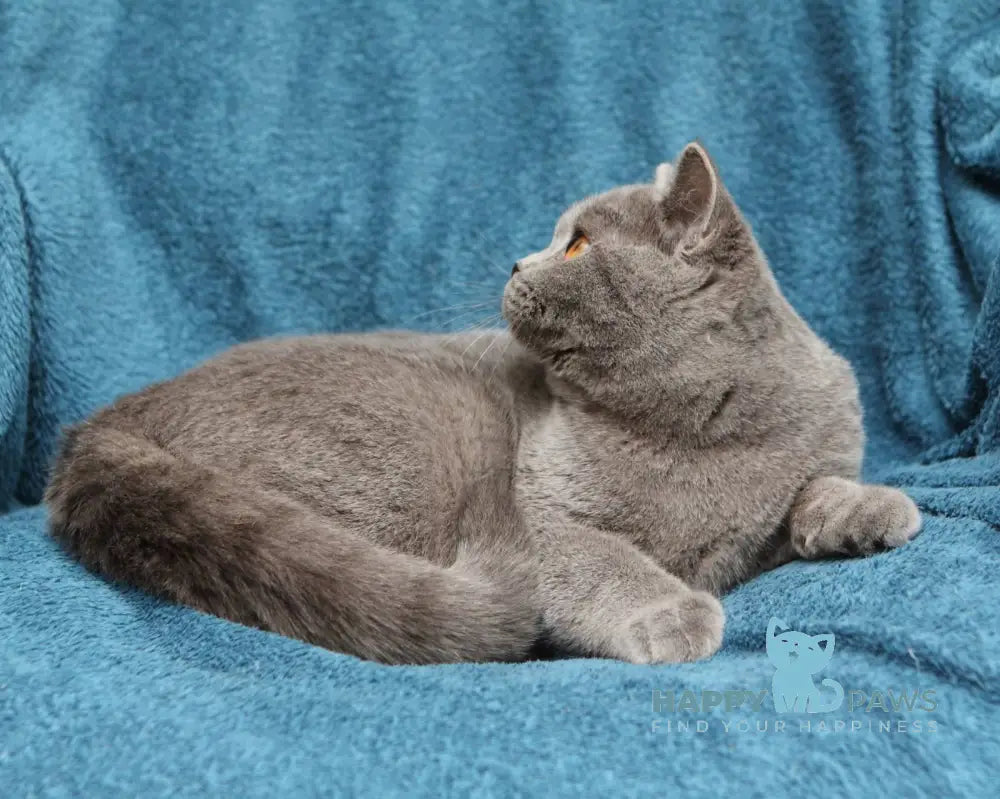 Bayraktar British Shorthair Male Blue Live Animals