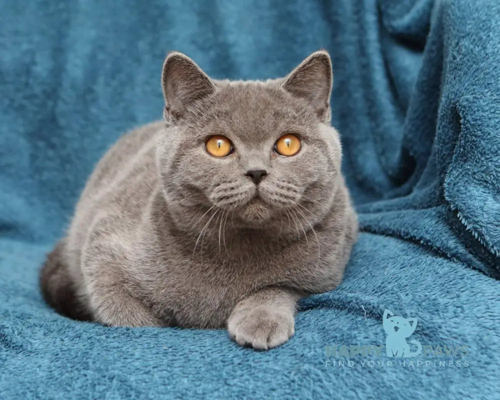 Bayraktar British Shorthair Male Blue Live Animals