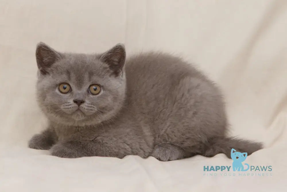 Bayraktar British Shorthair Male Blue Live Animals