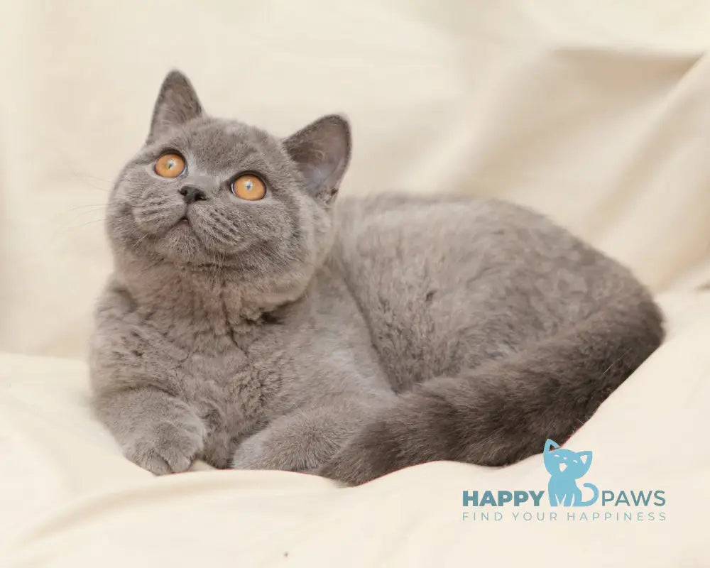 Bayraktar British Shorthair Male Blue Live Animals