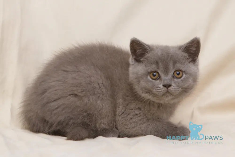 Bayraktar British Shorthair Male Blue Live Animals