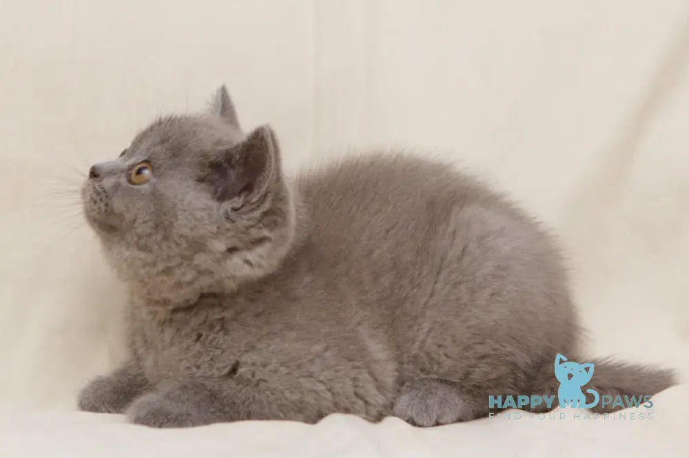 Bayraktar British Shorthair Male Blue Live Animals