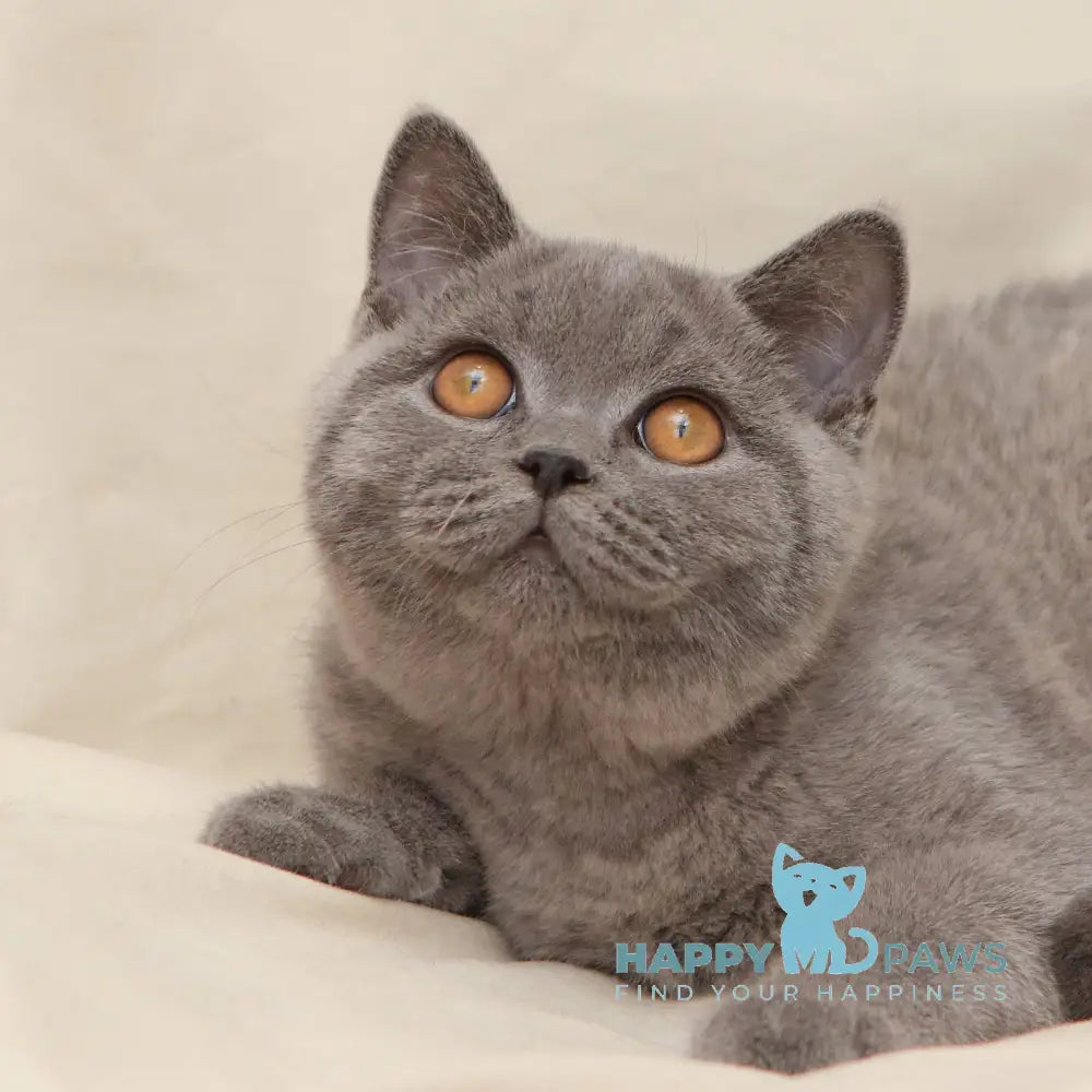 Bayraktar British Shorthair Male Blue Live Animals