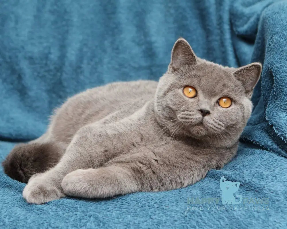 Bayraktar British Shorthair Male Blue Live Animals