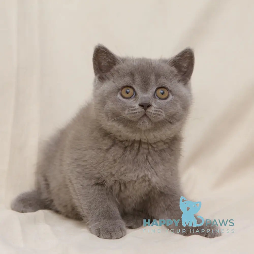 Bayraktar British Shorthair Male Blue Live Animals