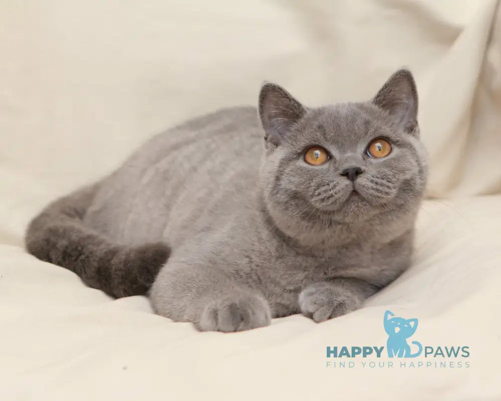 Bayraktar British Shorthair Male Blue Live Animals