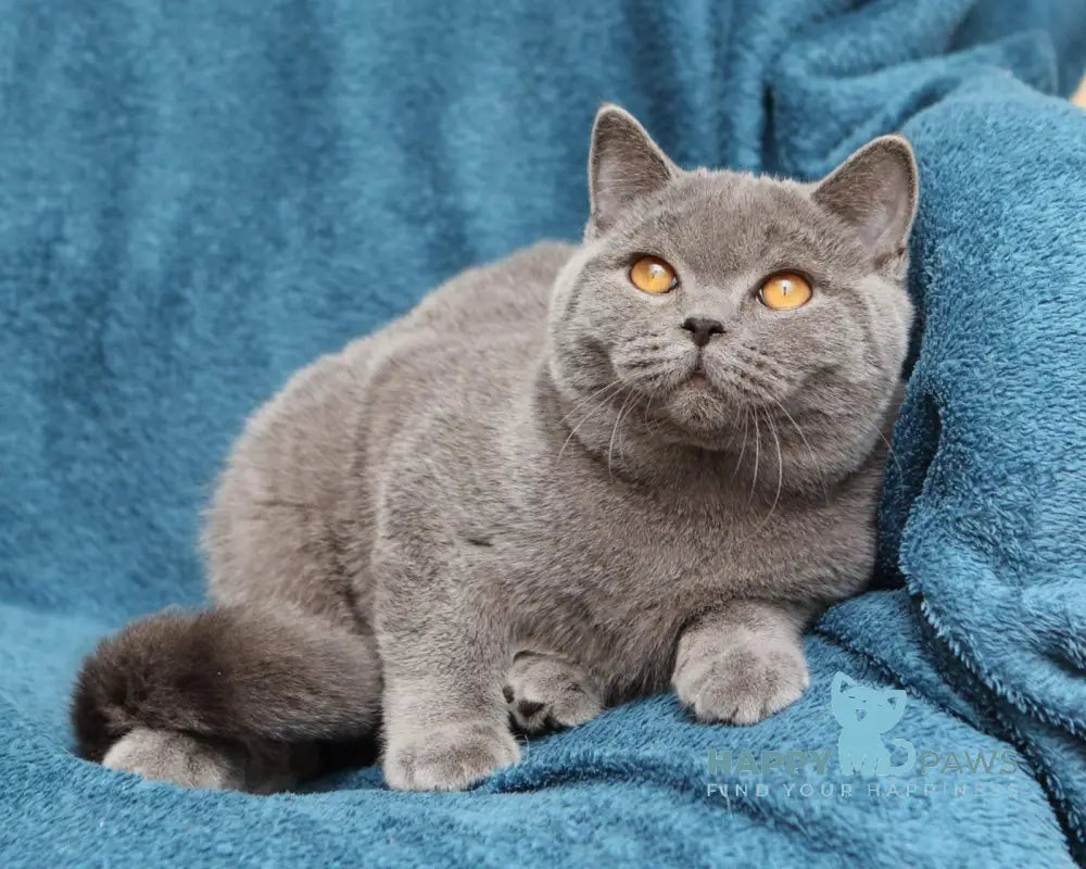 Bayraktar British Shorthair Male Blue Live Animals