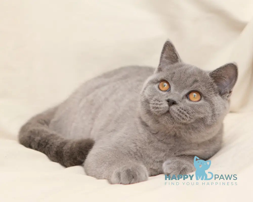 Bayraktar British Shorthair Male Blue Live Animals