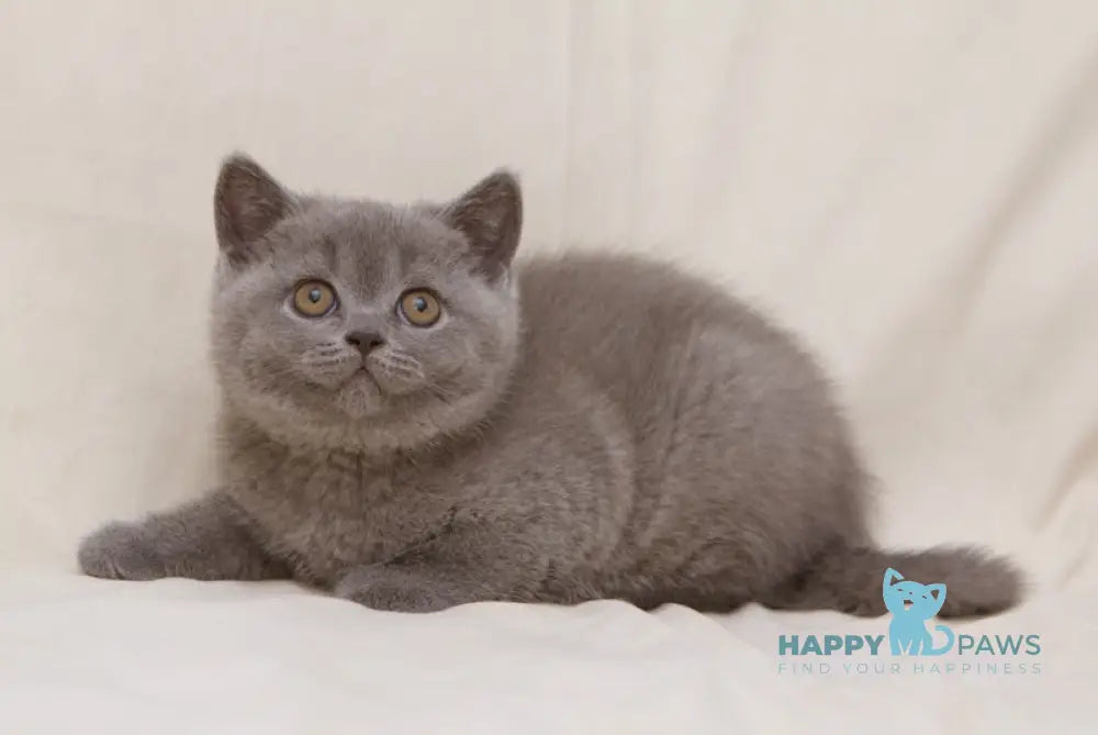 Bayraktar British Shorthair Male Blue Live Animals