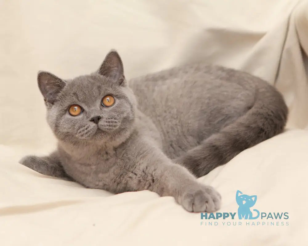 Bayraktar British Shorthair Male Blue Live Animals